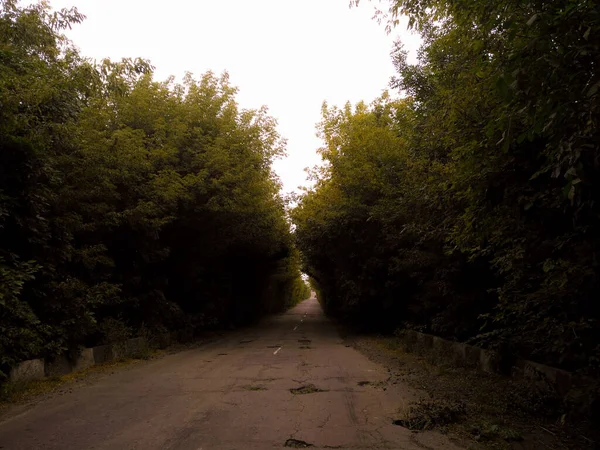 Road Green Tree Forest — Fotografia de Stock