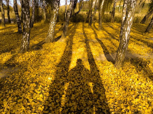 Ormanda sonbahar, güneş ve ağaçlarda