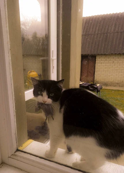 Kedi bir evin penceresinde yatıyor..