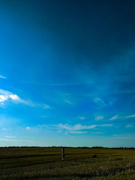 Landschaft Mit Weizenfeld Und Blauem Himmel — Stockfoto