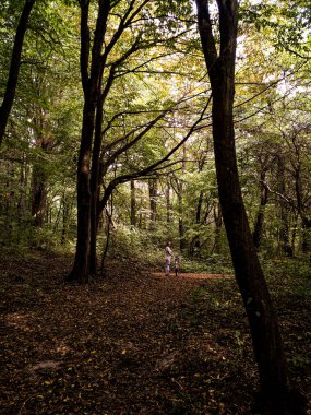Ağaçlar ve yapraklarla dolu güzel bir sonbahar ormanı
