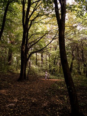 Ağaçlar ve yapraklarla dolu güzel bir sonbahar ormanı