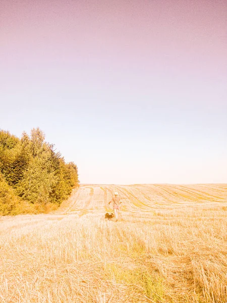 Buğday tarlası ve mavi gökyüzü olan bir manzara.