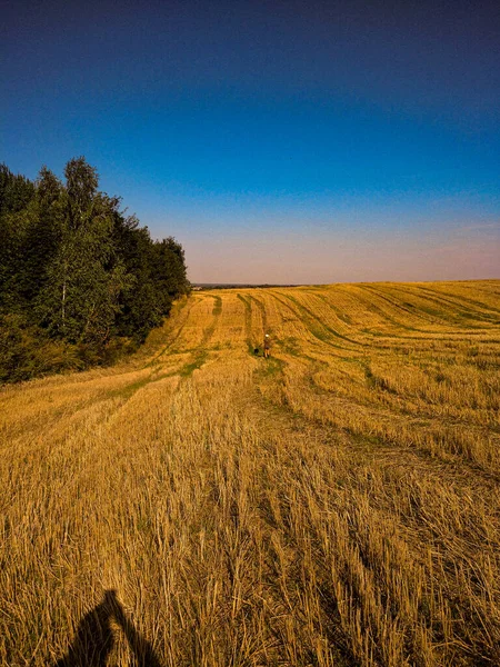 Buğday tarlası ve mavi gökyüzü olan bir manzara.