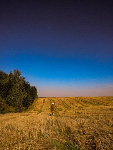 Buğday tarlası ve mavi gökyüzü olan bir manzara.