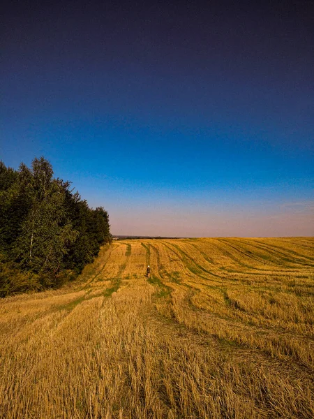 Buğday tarlası ve mavi gökyüzü olan bir manzara.