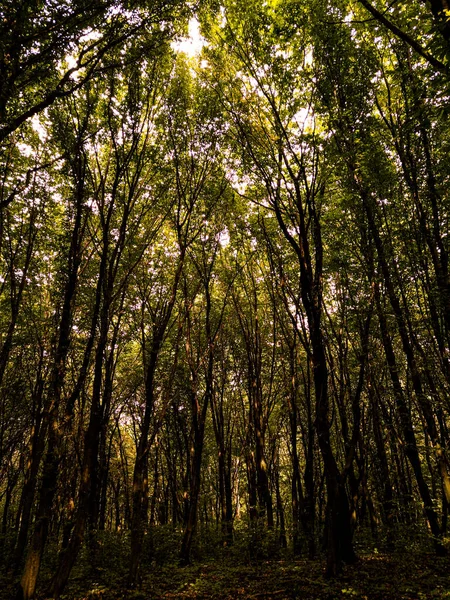 Buğday tarlası ve mavi gökyüzü olan bir manzara.