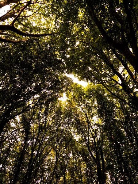 Ormanın güzel manzarası