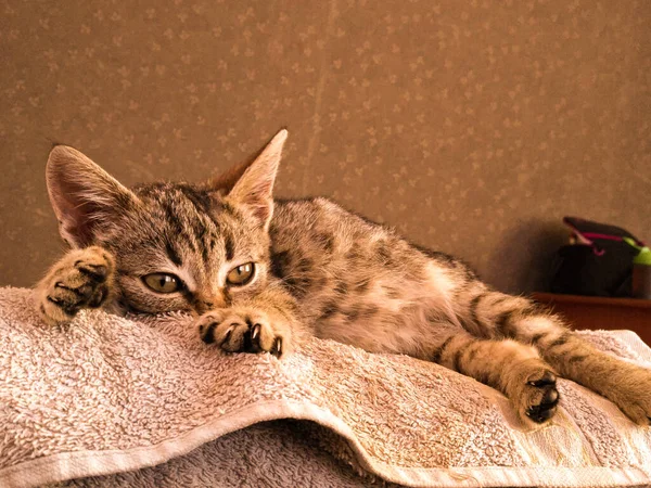 Sevimli kedi kanepede yatıyor.