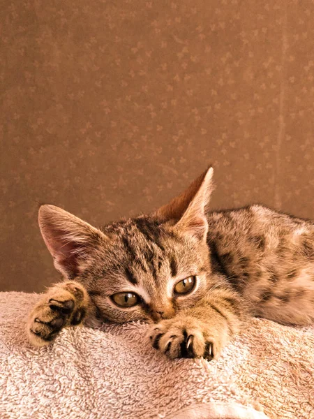 Yerde yatan sevimli kedi.