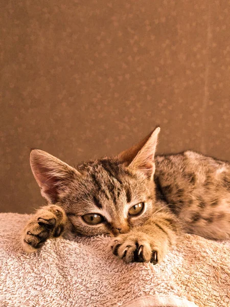 Yerde yatan sevimli kedi.