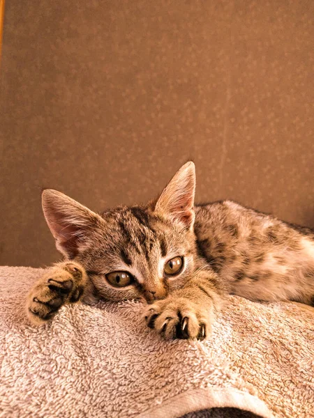 Kedi yerde yatıyor.