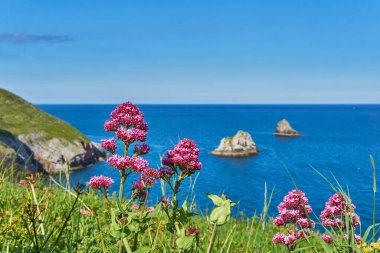 04 Haziran 2021. Brixham, İngiltere. İngiliz Riviera Devon, İngiltere 'deki Berry Head' deki uçurumdan görüntü. Mavi okyanus. Denizde kayalar. Uçurumdaki çiçekler. Sahil boyunca yürü..