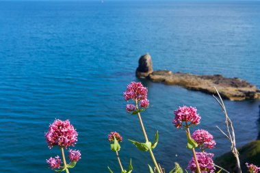04 Haziran 2021. Brixham, İngiltere. İngiliz Riviera Devon, İngiltere 'deki Berry Head' deki uçurumdan görüntü. Mavi okyanus. Denizde kayalar. Uçurumdaki çiçekler. Sahil boyunca yürü..