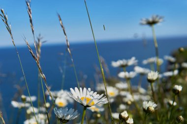 04 Haziran 2021. Brixham, İngiltere. İngiliz Riviera Devon, İngiltere 'deki Berry Head' deki uçurumdan görüntü. Mavi okyanus. Denizde kayalar. Uçurumdaki çiçekler. Sahil boyunca yürü..