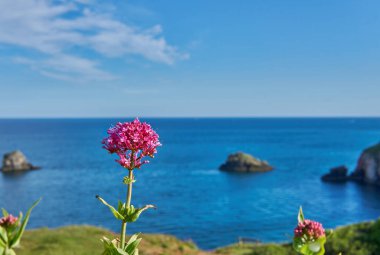 04 Haziran 2021. Brixham, İngiltere. İngiliz Riviera Devon, İngiltere 'deki Berry Head' deki uçurumdan görüntü. Mavi okyanus. Denizde kayalar. Uçurumdaki çiçekler. Sahil boyunca yürü..
