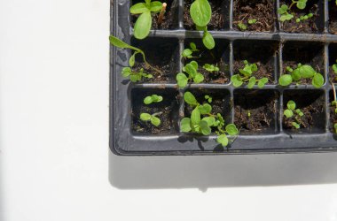 Genç bitki fideleri beyaz arka plandaki pencerenin yakınındaki bir yayılma tepsisinde yetişiyor. Bahar bahçıvanlığı.