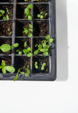 Genç bitki fideleri beyaz arka plandaki pencerenin yakınındaki bir yayılma tepsisinde yetişiyor. Bahar bahçıvanlığı.