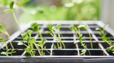 Pencere kenarındaki bir yayılma tepsisinde yetişen genç bitki tohumları. Bahar bahçıvanlığı.
