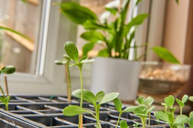 Pencere kenarındaki bir yayılma tepsisinde yetişen genç bitki tohumları. Bahar bahçıvanlığı ve örümcek bitki örtüsü..