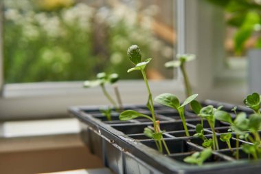 Pencere kenarındaki bir yayılma tepsisinde yetişen genç bitki tohumları. Bahar bahçıvanlığı ve örümcek bitki örtüsü..