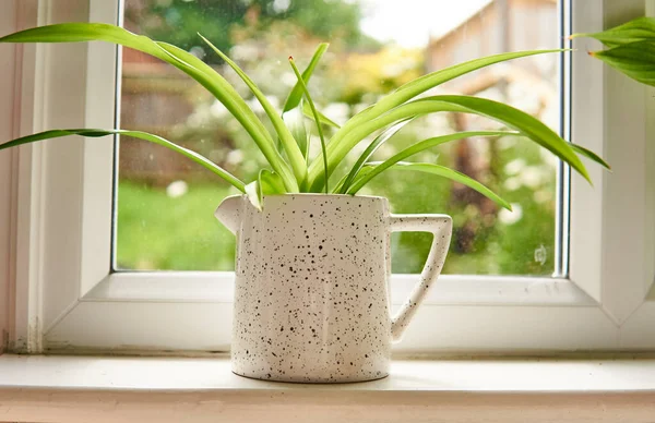 Plante Araignée Dans Pot Blanc Avec Fond Jardin Printemps — Photo