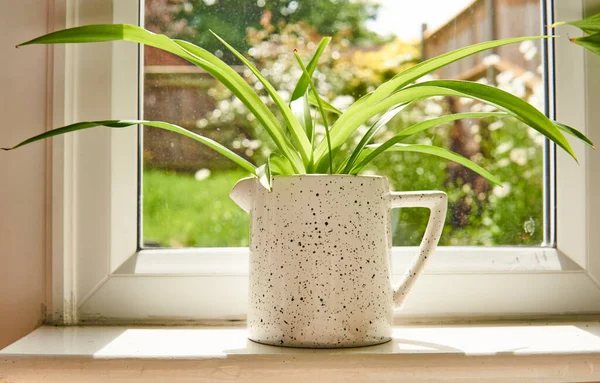 Plante Araignée Dans Pot Blanc Avec Fond Jardin Printemps — Photo