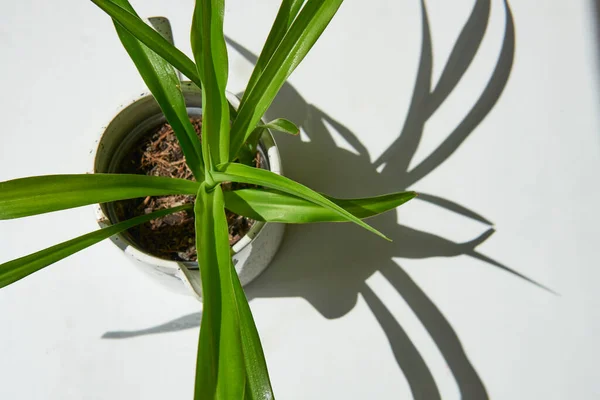 Spider plant on white background, down view close up