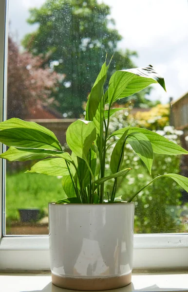 Fleur Lis Paix Spathiphyllum Plante Fleur Dans Pot Blanc Fond — Photo