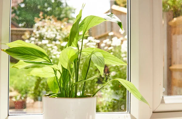 Fleur Lis Paix Spathiphyllum Plante Fleur Dans Pot Blanc Fond — Photo