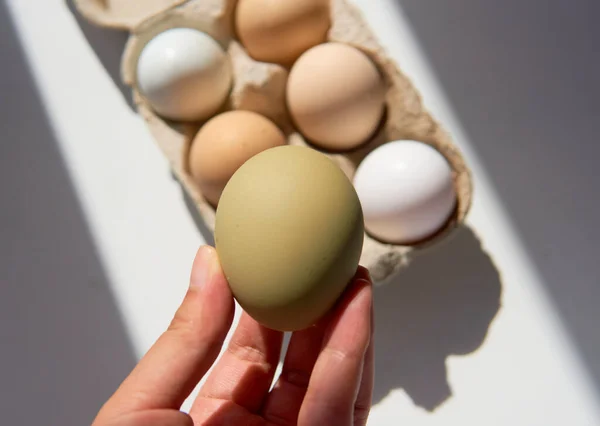 hand holding a green egg, free range chicken eggs in a carton box