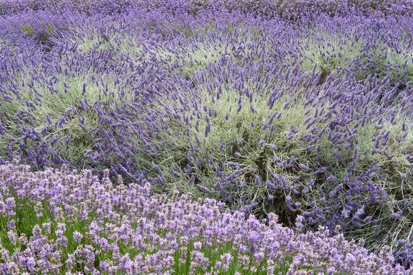 Different Kinds Lavenders Blossom Lavender Field — Stock Photo, Image