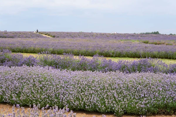 Different Kinds Lavenders Blossom Lavender Field — Stock Photo, Image