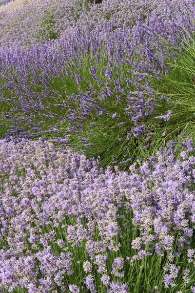 Diferentes Tipos Lavanda Florecen Campo Lavanda — Foto de Stock