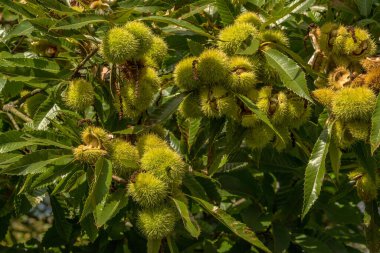 Chestnut Castanea sativa olgun bir meyve dalı üzerinde 