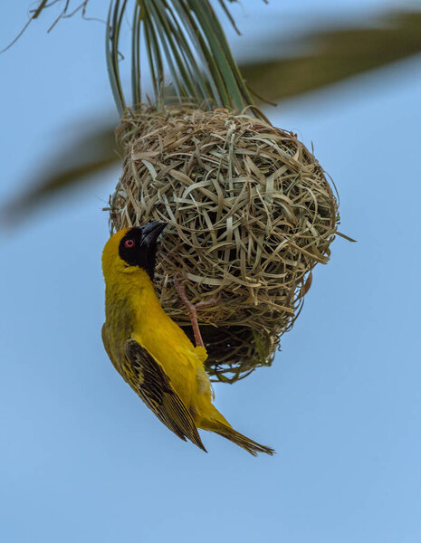 Птица в маске строит гнездо