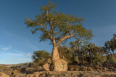 Large baobab tree on the banks of the Kunene River, Namibia