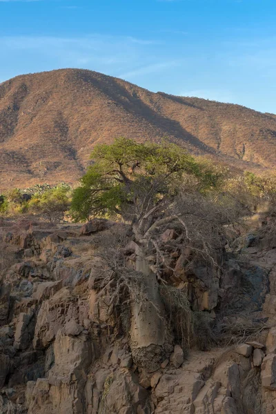 Large Baobab Tree Banks Kunene River Namibia — Photo