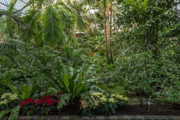 Frankfurt Main Germany January 2022 Exotic Plants Historic Palmenhaus Palmengarten — стоковое фото