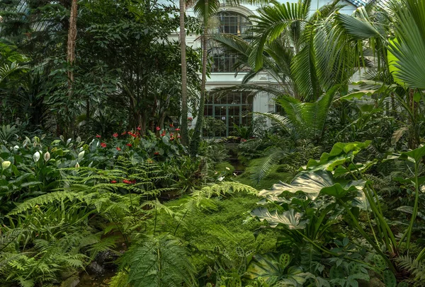 Frankfurt Main Germany January 2022 Exotic Plants Historic Palmenhaus Palmengarten — 스톡 사진