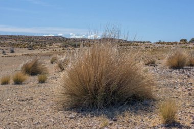 Patagonya, Arjantin 'in Atlantik kıyısındaki çöl manzarası  
