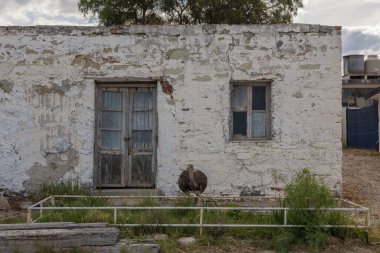 Arjantin 'de, Patagonya' da eski bir evin önünde genç bir Rhea.