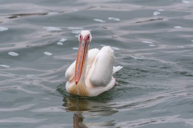 Walvis Körfezi, Namibya 'da Büyük Beyaz Pelikan