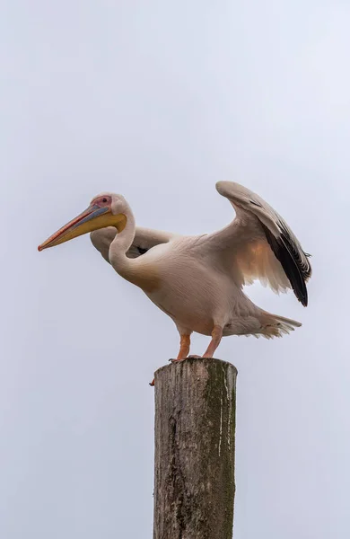 Great White Pelican Walvis Bay Namibia — стокове фото