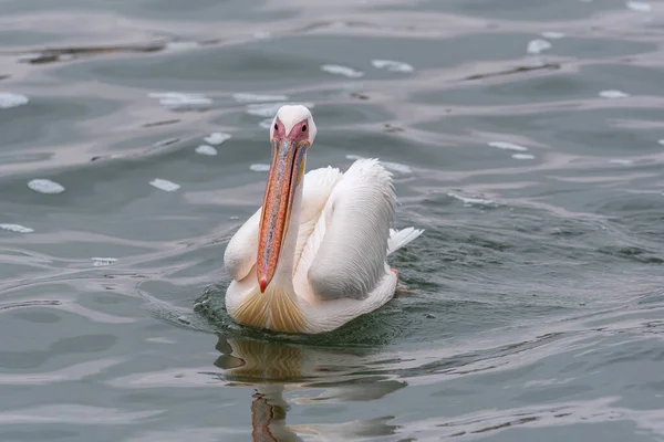 Grande Pelicano Branco Walvis Bay Namíbia — Fotografia de Stock
