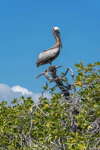 メキシコのカリブ海沿岸にあるマングローブの木の上にいる褐色のペリカン — ストック写真