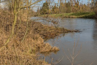 Almanya, Frankfurt 'taki Nidda nehrinde Avrasya kunduzunun büyük barajı. 