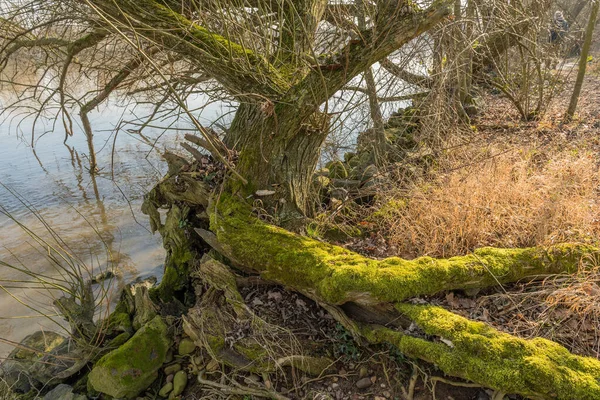 苔で覆われた古い柳の木の幹 — ストック写真