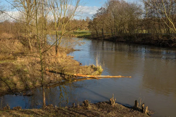 Alberi Nudi Sulle Rive Del Fiume Nidda Inverno Francoforte — Foto Stock