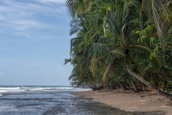 Plaj Kosta Rika Puerto Viejo Değmemiş Bir Orman — Stok fotoğraf